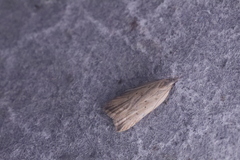 Dichomeris limosellus