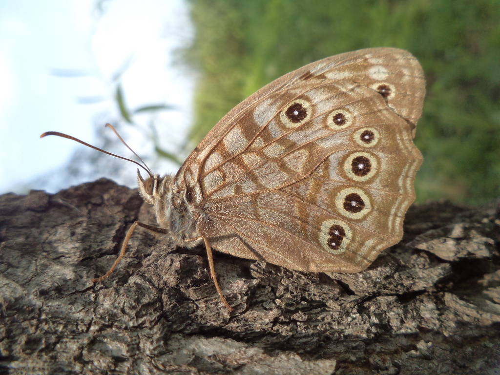 Kirinia epimenides