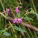 Swainsona galegifolia - Photo (c) Reiner Richter, algunos derechos reservados (CC BY-NC-SA), subido por Reiner Richter