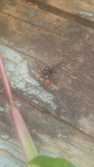 Camponotus lindigi