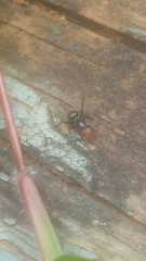 Camponotus lindigi