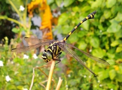 Ictinogomphus decoratus