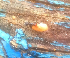 Camponotus lindigi