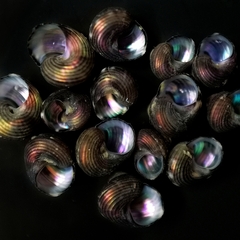 Lirularia iridescens