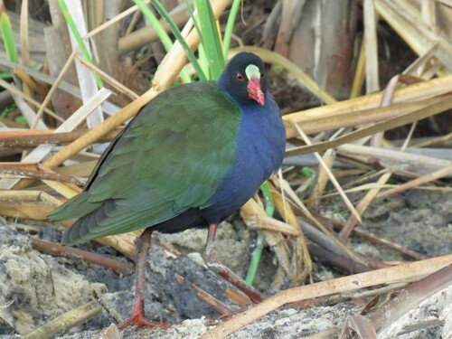 frango-d’água-africano (Porphyrio alleni)