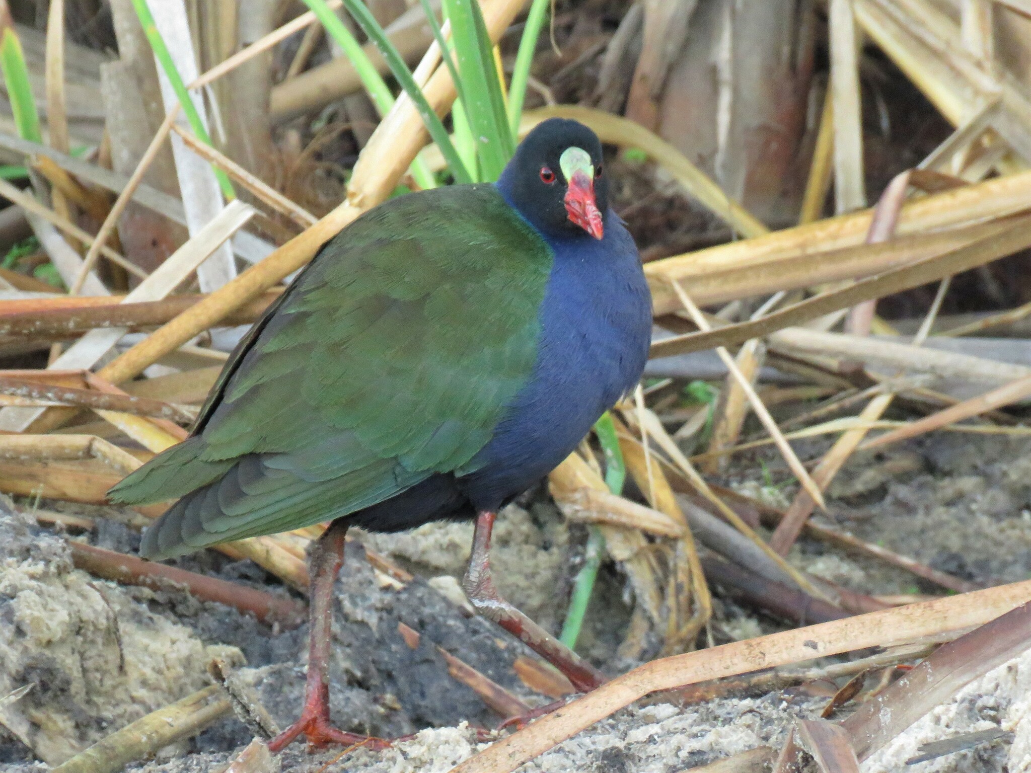 Allen's Gallinule illustration