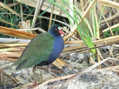 Porphyrio alleni