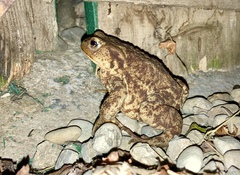 Bufo bufo
