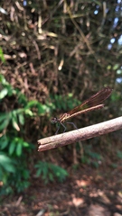 Heliocypha fenestrata