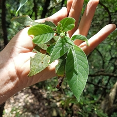 Tarenna mollissima