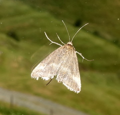 Pyrausta aerealis