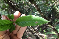 Tarenna mollissima