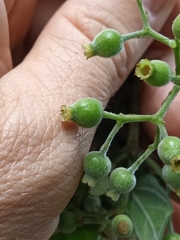 Tarenna mollissima