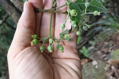 Tarenna mollissima