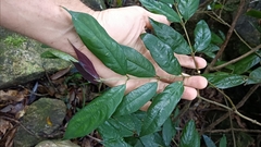 Lasianthus curtisii