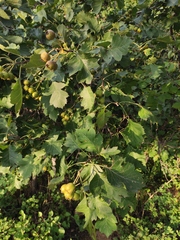 Crataegus pinnatifida