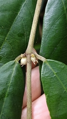 Lasianthus curtisii