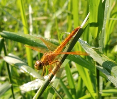 Brachythemis contaminata
