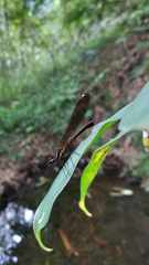 Heliocypha fenestrata