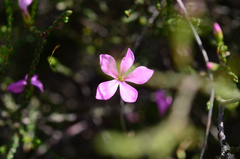 Acmadenia macropetala