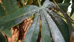 Aleurodicus dispersus