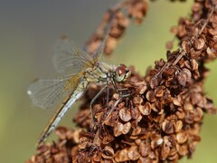 Sympetrum flaveolum