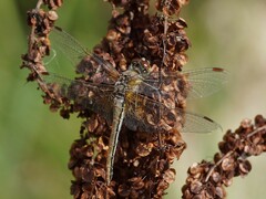 Sympetrum flaveolum