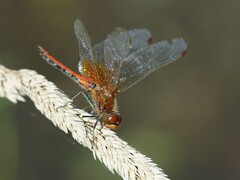 Sympetrum flaveolum