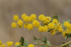 Acacia spectabilis