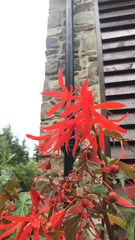 Begonia boliviensis