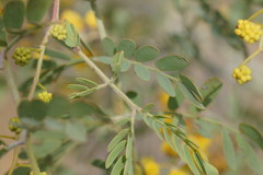 Acacia spectabilis
