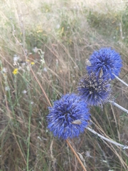 Echinops tataricus