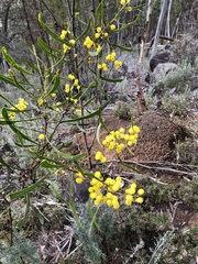 Acacia gladiiformis