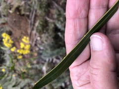 Acacia gladiiformis