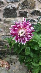 Dahlia pinnata