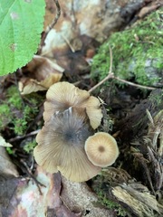 Entoloma gracilipes