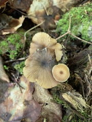 Entoloma gracilipes