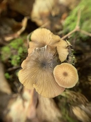 Entoloma gracilipes
