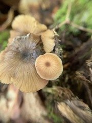 Entoloma gracilipes