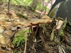 Entoloma gracilipes