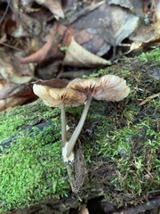 Entoloma gracilipes
