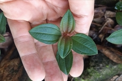 Melastoma dodecandrum