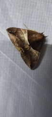 Bastilla arcuata