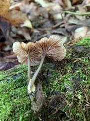 Entoloma gracilipes