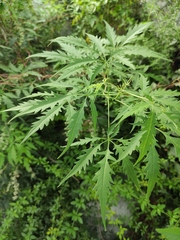 Vitex negundo heterophylla