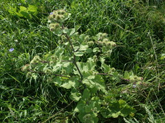 Arctium × nothum
