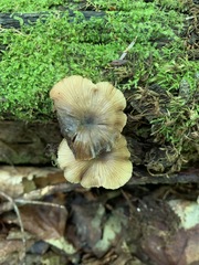 Entoloma gracilipes