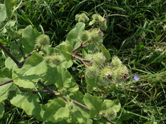 Arctium × nothum