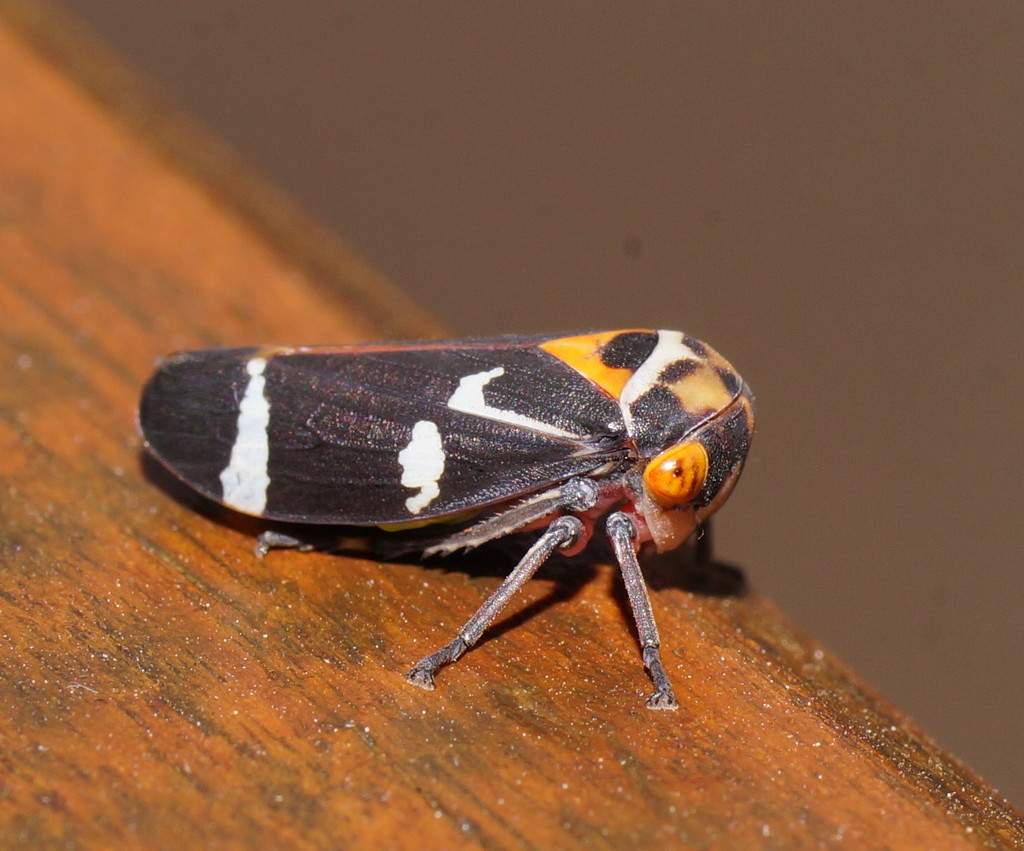 Eurymeloides pulchra