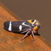 Eurymeloides pulchra - Photo (c) Reiner Richter, μερικά δικαιώματα διατηρούνται (CC BY-NC-SA), uploaded by Reiner Richter